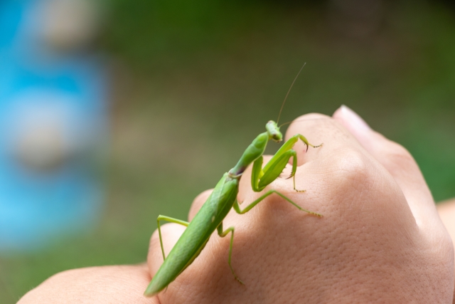 手に乗る　カマキリ