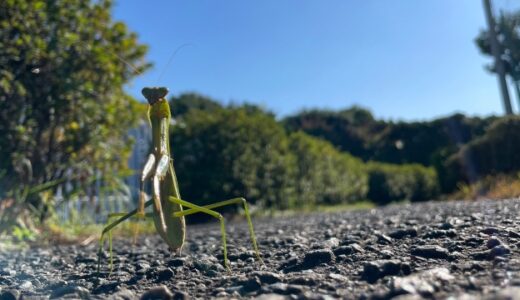 色や場所で意味が変わる？あなたが見たカマキリのスピリチュアルメッセージ