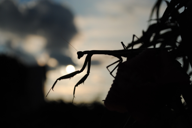 夕方　夜　カマキリ