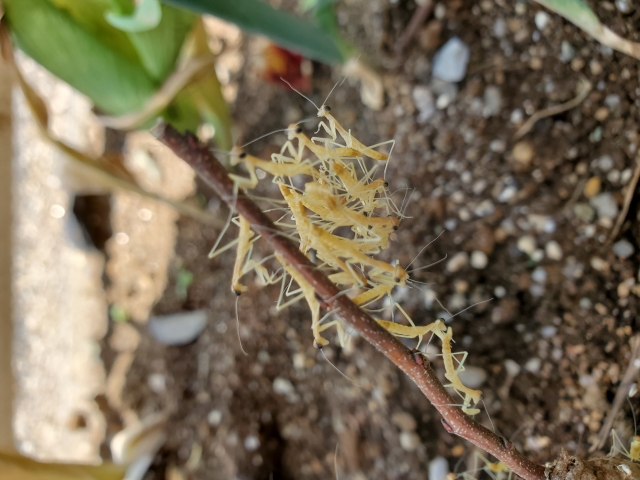 カマキリ　卵　孵化