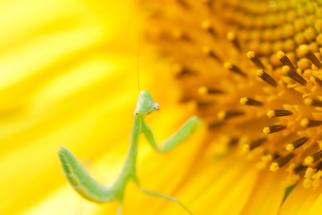 小さいカマキリ