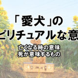 愛犬の死や亡くなる時のスピリチュアルな意味