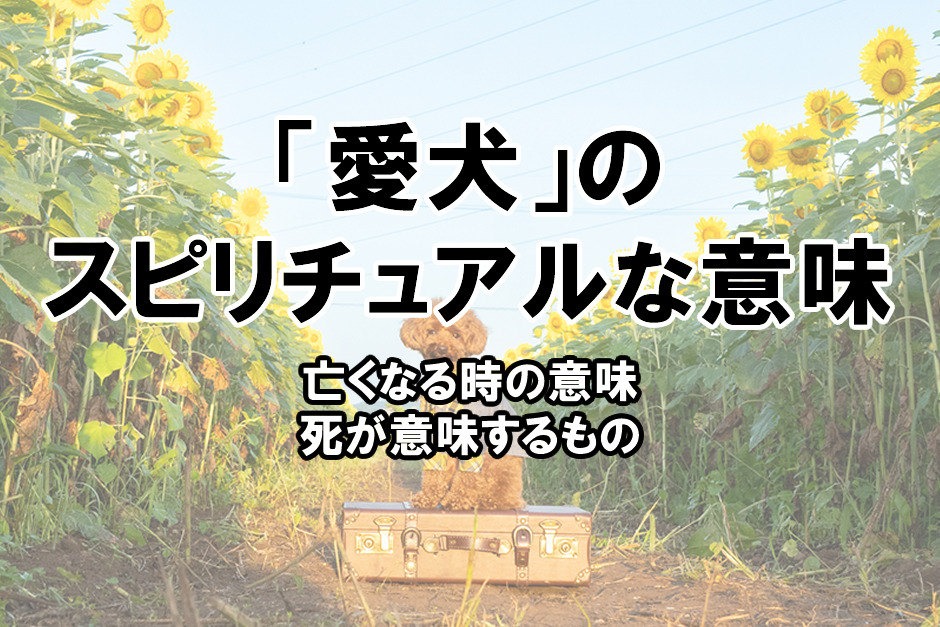 愛犬が亡くなる時のスピリチュアルな意味